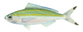 Doubleline Fusilier1,Pterocaesio digramma,Roger Swainston,Animafish
