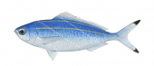 Doubleline Fusilier-2,Pterocaesio digramma,Roger Swainston,Animafish