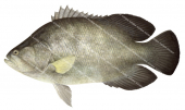 Tripletail,Lobotes surinamensis,Scientific illustration by Roger Swainston