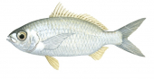 Blacktip Silverbiddy,Gerres oyena,Roger Swainston,Animafish