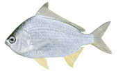 Deepbodied Silverbiddy,Gerres abbreviatus,Roger Swainston,Animafish
