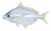 Longfin Silverbiddy,Pentaprion longimanus,Roger Swainston,Animafish