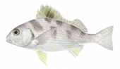 Blotched Javelinfish,Pomadasys maculatus,Roger Swainston,Animafish