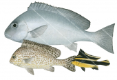 Painted Sweetlips Adult, Young Adult and Juvenile,Diagramma labiosum,Roger Swainston,Animafish