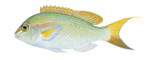 Baldspot Monocle Bream,Scolopsis temporalis,Roger Swainston,Animafish