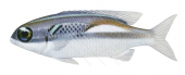 Oblique-bar Monocle Bream,Scolopsis xenochrous,Roger Swainston,Animafish