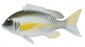 Pearly Monocle Bream,Scolopsis margaritifer,Roger Swainston,Animafish