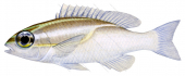 Threeline Monocle Bream,Scolopsis trilineata,Roger Swainston,Animafish