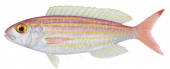 Celebes Threadfin Bream,Nemipterus celebicus,Roger Swainston,Animafish