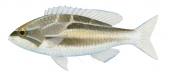 Three-striped Threadfin Bream,Pentapodus trivittatus,Roger Swainston,Animafish