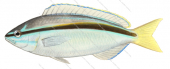 Western Butterfish-2,Pentapodus vitta,Roger Swainston,Animafish