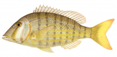 Bluespotted Emperor,Lethrinus hutchinsi,Roger Swainston,Animafish