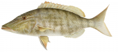 Longnose Emperor,Lethrinus olivaceus,Alive position by Roger Swainston,Animafish