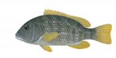 Orangespotted Emperor2,Lethrinus erythracanthus,Roger Swainston,Animafish