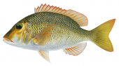 Yellowtail Emperor3,Lethrinus atkinsoni,Roger Swainston,Animafish