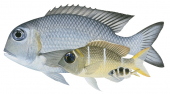 Seabream,Bigeye,Monotaxis grandoculis,Adult, Immature and Juvenile by Roger Swainston,Animafish