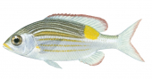 Seabream,Gold-lined,Gnathodentex aurolineatus,Roger Swainston,Animafish