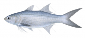 Striped Threadfin,,Polydactylus plebius,Scientific illustration by Roger Swainston,Animafish