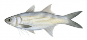 Striped Threadfin,Polydactylus plebius,Scientific illustration by Roger Swainston,Animafish