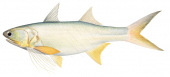 Yellow Bobo Threadfin,Polydactylus opercularis,: Scientific illustration by Roger Swainston,Animafish