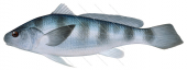 Corvalo,Paralonchurs goodei,: Scientific illustration by Roger Swainston,Animafish