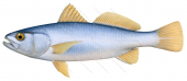 Gulf Corvina,Cynoscion orthonopterus,Scientific position, Saltwater,Roger Swainston,Animafish