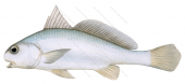 Bigeye Croaker,Micropogonias megalops,Scientific fish illustration by Roger Swainston,Animafish