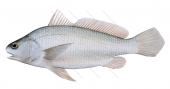 Blinkard Croaker,Ophioscion imiceps,Scientific fish illustration by Roger Swainston,Animafish