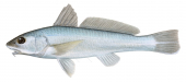 Pacific Kingcroaker,Menticirrhus elongatus,Roger Swainston,Animafish