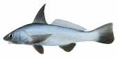 Kingcroaker,Highfin,Menticirrhus nasus,Roger Swainston,Animafish