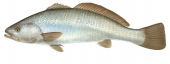 Meagre or Maigre,Argyrosomus regius,Alive position fish illustration by Roger Swainston