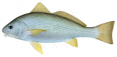 Drum,Yellowfin,Umbrina roncador,Roger Swainston,Animafish