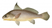 Jewfish,Bearded,Johnius amblycephalus,Roger Swainston,Animafish