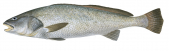 Black Jewfish,Protonibea diacanthus by Roger Swainston,Animafish