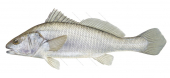 Jewfish,Black2,Protonibea diacanthus,Roger Swainston,Animafish