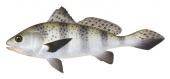 Black Jewfish,Juvenile,Protonibea diacanthus,fish Illustration by Roger Swainston- Animafish