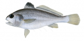 River Jewfish,Johnius borneensis,Roger Swainston,Animafish