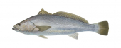 Mulloway-3,Argyrosomus japonicus,Roger Swainston,Animafish