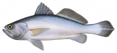 Scalefin Weakfish,Cynoscion squamipinnus,Roger Swainston,Animafish