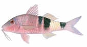Banded Goatfish2,Parupeneus multifascuatus,Roger Swainston,Animafish