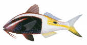 Bicolor Goatfish,Parupeneus barberinoides,Roger Swainston,Animafish