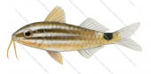 Blackspot Goatfish,juv,Parupeneus rubescens,Roger Swainston,Animafish
