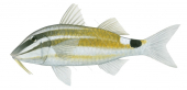 Blackspot Goatfish2,Parupeneus rubescens,Roger Swainston,Animafish