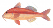 Bluespotted Goatfish,Upeneichthys vlamingii,Roger Swainston,Animafish