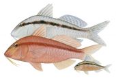 Bluespotted Goatfish,Males with variable color and Juvenile,Upeneichthys vlamingii,Roger Swainston,Animafish