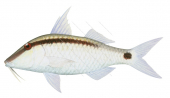 Dot-and-Dash Goatfish,Parupeneus barberinus,Roger Swainston,Animafish