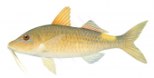 Goldsaddle Goatfish3,Parupeneus cyclostomus,Roger Swainston,Animafish