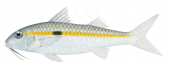 Yellowstripe Goatfish,Mulloides flavolineatus,Roger Swainston,Animafish