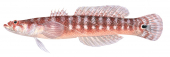 Bullseye Wriggler,Xenisthmus polyzonatus by Roger Swainston, Animafish