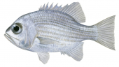 Northern Pearl Perch,Glaucosoma burgeri,Roger Swainston,Animafish